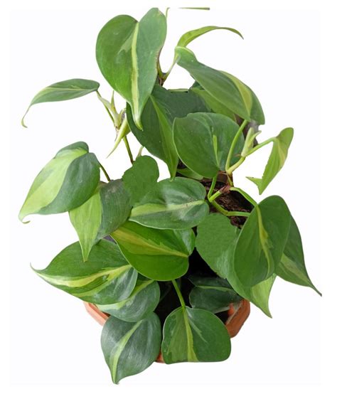 philodendron brasil live plant